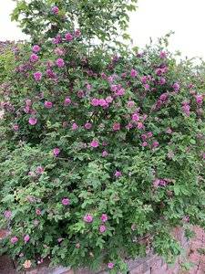 B6680BF6-5008-4122-8544-71ED39D1D903.jpeg