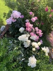 19061FB0-9CD4-4ABF-AE28-412DF11218C0.jpeg