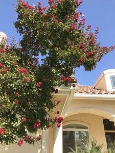 Dynamite Crepe Myrtle 3.jpg