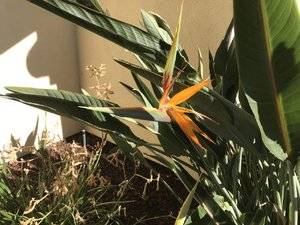 Bird of Paradise 2.jpg