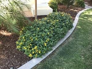 Lantana Little Lucky 3.jpg