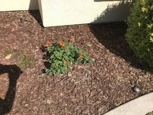 Lantana Red.jpg