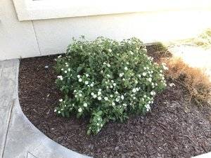Lantana White.jpg