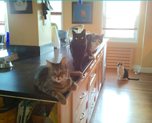 4catsonisland.png