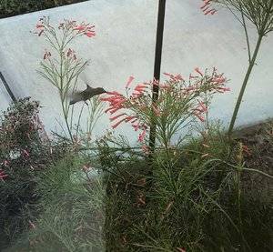 Hummingbird 2.jpg