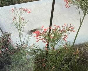 Hummingbird 3.jpg