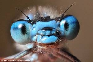 bugeyes.jpeg