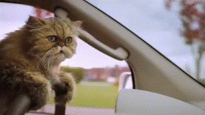 catdrivinggif.gif
