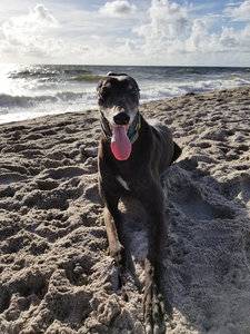 beachdog.jpg