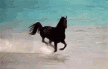 horsegif.gif
