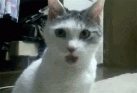 9E51E410-9B09-49B6-815C-75CC90810D61.gif