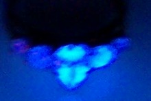 blurry fluorecense.jpg