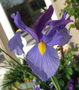 garden 2006 dutch iris.jpg