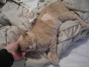 sickie1.jpg