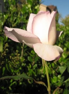 garden 2006 sheer.jpg