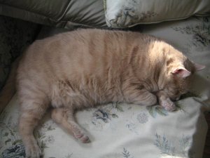 fatty.jpg