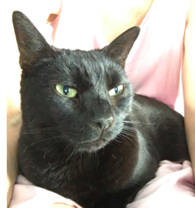 frankieonmylap.png