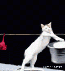 ringwormwashing.gif