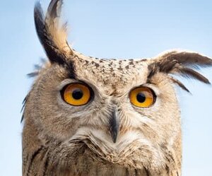 owl.JPG