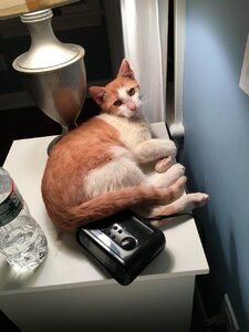 oliverlookingatme.JPG