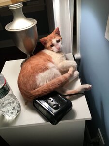 oliverlookingatmeonnighttable.JPG