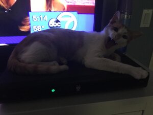 oliveryawningonthetivo.jpg