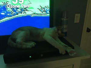 oliverstretching.jpeg