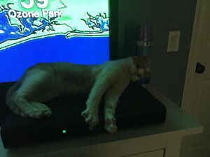 oliverstretchingontivo.jpg
