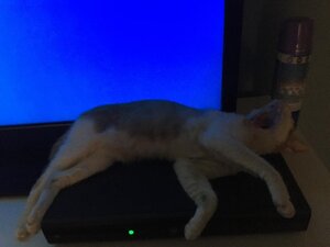 oliveryawningontivo.jpg