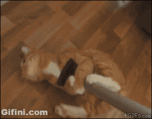 cleaningcats.gif