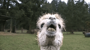 llamaspitting.gif