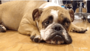 olddogtricks.gif