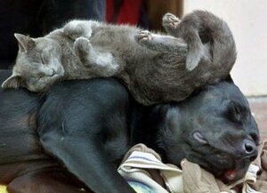 catssleepingpositions20gr5.jpg