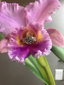 6857BA54-0D25-4575-97FD-DE5E5BB1516F.jpeg