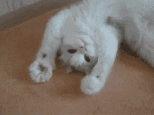 catpaws.gif