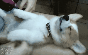 dogpaws.gif