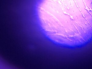 604F8AB6-E2E6-4347-9670-9FAA98AEB497.jpeg