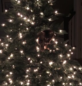 3B40DEC4-B803-4A1A-888A-3A90F4193663.jpeg