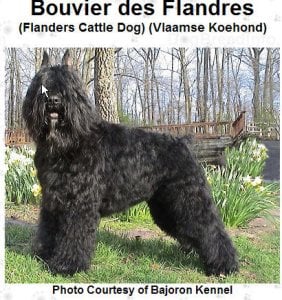 bouvier.jpg