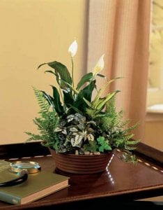 manly plant garden.jpg