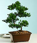 PLTjuniperlarge_s-1.jpg