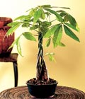 PLTmoneytree_s.jpg
