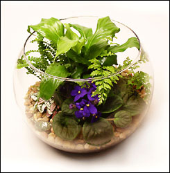 terranium.jpg