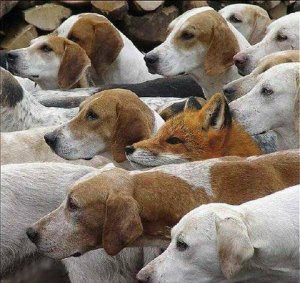foxy.JPG