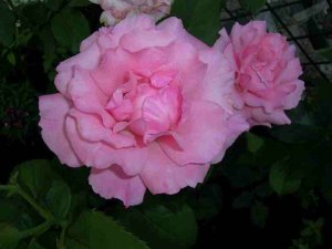 image0005smaller.jpg
