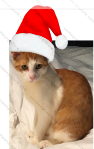 santahatonoliverwithwatermark.png