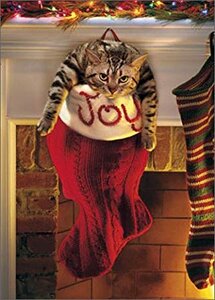 catinstocking.jpg