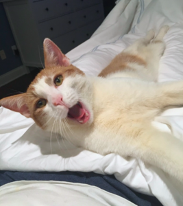 oliversayinggoodmorning.png