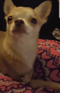 yawning,gif.gif