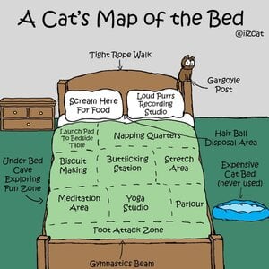 Cat Map.jpg